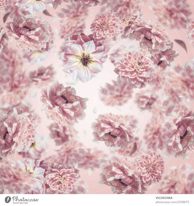 Pastell rosa Blumen Hintergrund Stil Design Sommer Feste & Feiern Pflanze Blatt Blüte Dekoration & Verzierung Blumenstrauß Ornament Hintergrundbild Pastellton