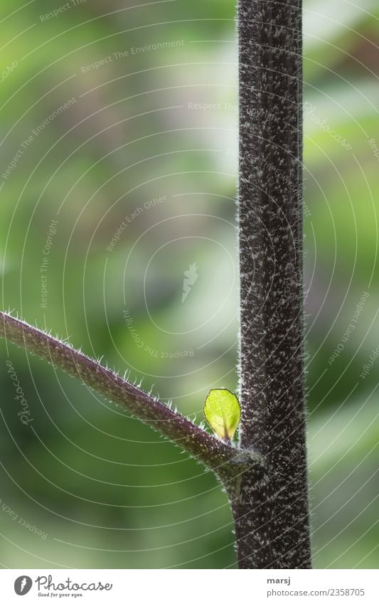 Zartes Grün Leben Natur Frühling Sommer Pflanze Blatt Nutzpflanze Sonnenblume Stengel authentisch einfach frisch natürlich saftig grün Frühlingsgefühle