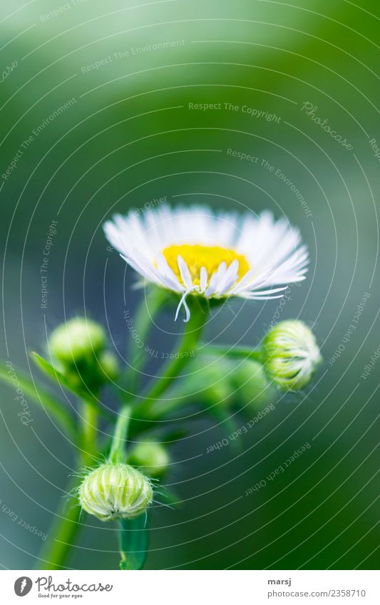 Unscheinbar harmonisch Frühling Sommer Pflanze Blüte Wildpflanze Blütenknospen Blühend leuchten Duft grün weiß Lebensfreude Frühlingsgefühle Vorfreude Reinheit