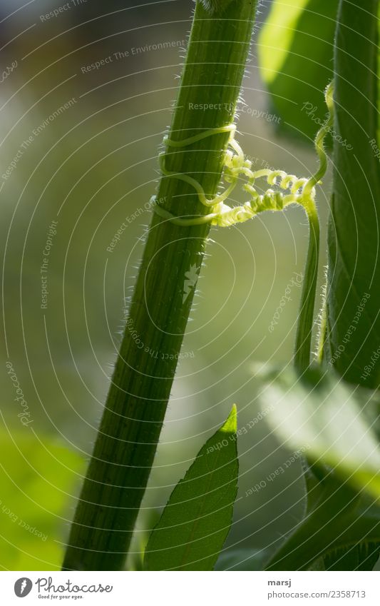 Du gibst mir Halt Natur Frühling Sommer Pflanze Ranke Stengel Windung drehen festhalten grün Kraft Mut Freundschaft Zusammensein beweglich Angst anstrengen