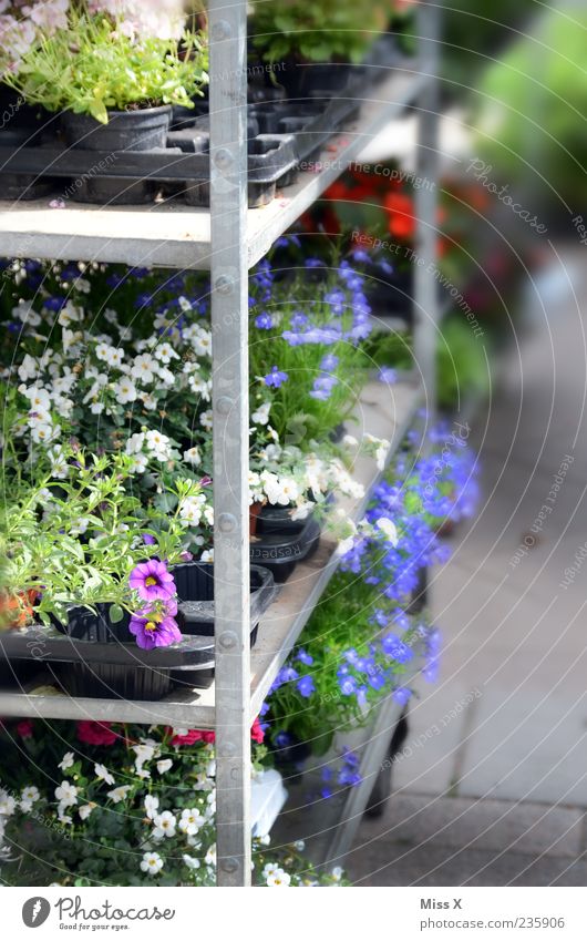 Blumenhändler Frühling Sommer Pflanze Blatt Blüte Grünpflanze Topfpflanze Blühend Duft Wachstum mehrfarbig Blumenladen Wochenmarkt Marktstand Farbfoto