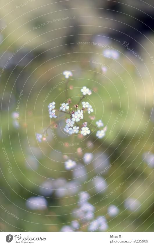 Vergissmeinnicht Umwelt Pflanze Frühling Sommer Blume Blatt Blüte Blühend Duft Wachstum blau Vergißmeinnicht Farbfoto Außenaufnahme Nahaufnahme Menschenleer