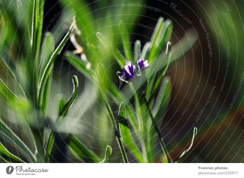 Grasgeflüster Umwelt Natur Pflanze Frühling Sommer Blume Blatt Blüte Grünpflanze Wildpflanze Wachstum frisch grün violett Farbfoto Außenaufnahme Morgen Tag