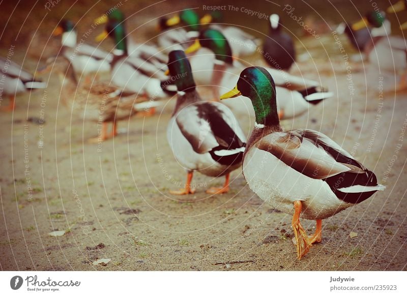 Entenrennen Umwelt Natur Tier Wildtier Stockente Erpel Feder Tiergruppe Bewegung laufen Farbe gehen Vogel Farbfoto Außenaufnahme Menschenleer Textfreiraum links