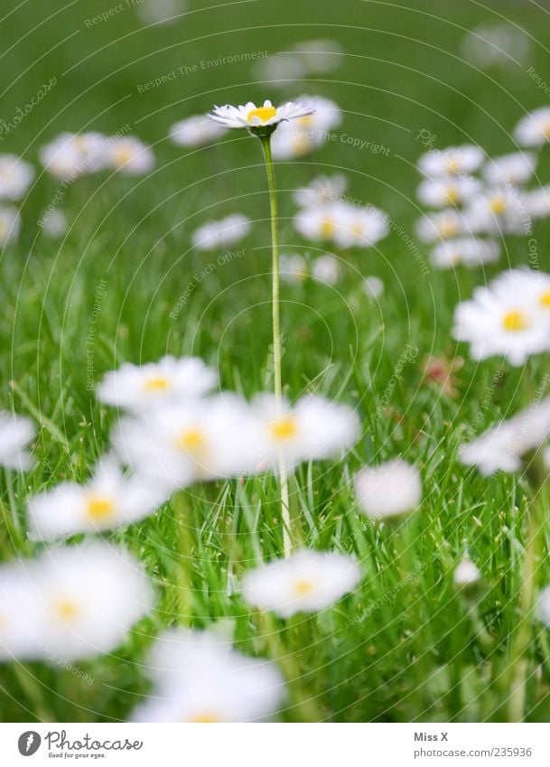 ein langes Gänseblümchen Natur Pflanze Frühling Sommer Blume Gras Blatt Blüte Wiese Blühend Wachstum groß grün weiß Farbfoto mehrfarbig Außenaufnahme