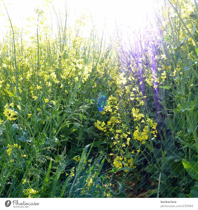 Sonne im Raps Frühling Blume Nutzpflanze Feld Blühend leuchten Wachstum hell natürlich wild gelb grün Natur Farbfoto Außenaufnahme Tag Sonnenlicht Menschenleer