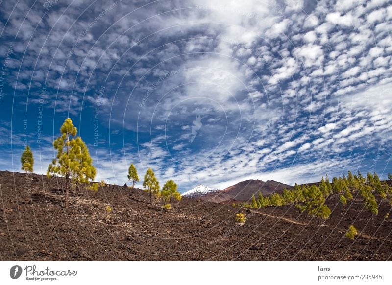 wolkenziehen Umwelt Natur Landschaft Urelemente Erde Himmel Wolken Schönes Wetter Pflanze Baum Gipfel Schneebedeckte Gipfel Vulkan außergewöhnlich bizarr