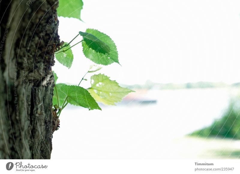 Ein Traum... von dem ein Gefühl, eine Ahnung zurück bleibt Pflanze Wasser Himmel Frühling Baum Blatt Grünpflanze Fluss Rhein Mainz Stadtrand Schifffahrt