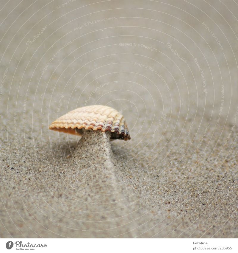 Spiekeroog - Haute Couture Umwelt Natur Tier Urelemente Erde Sand Strand Nordsee Muschel natürlich Außenaufnahme Nahaufnahme Textfreiraum oben