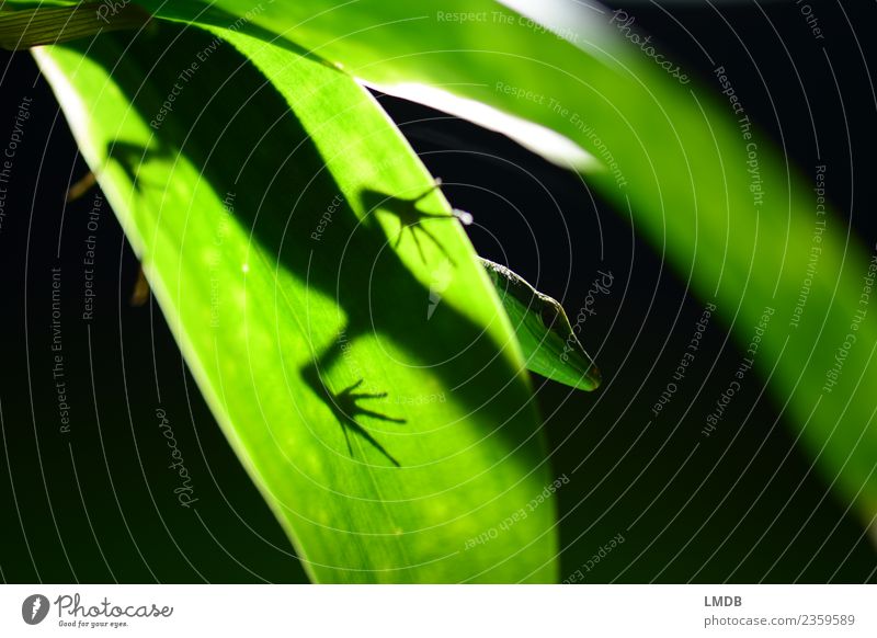 *Gecko *Ganz *Grün Tier Wildtier Zoo 1 grün schwarz Reptil Echte Eidechsen Tierfuß Blatt Grünpflanze Tierporträt Silhouette unten dunkel giftgrün Urwald