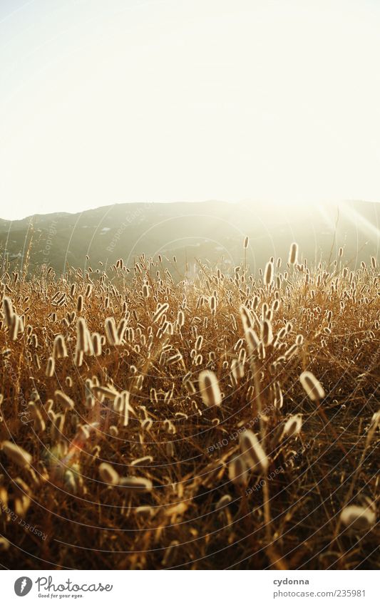 Beauty Wohlgefühl Zufriedenheit Erholung ruhig Ferien & Urlaub & Reisen Ferne Freiheit Sommerurlaub Umwelt Natur Landschaft Himmel Sonnenaufgang Sonnenuntergang