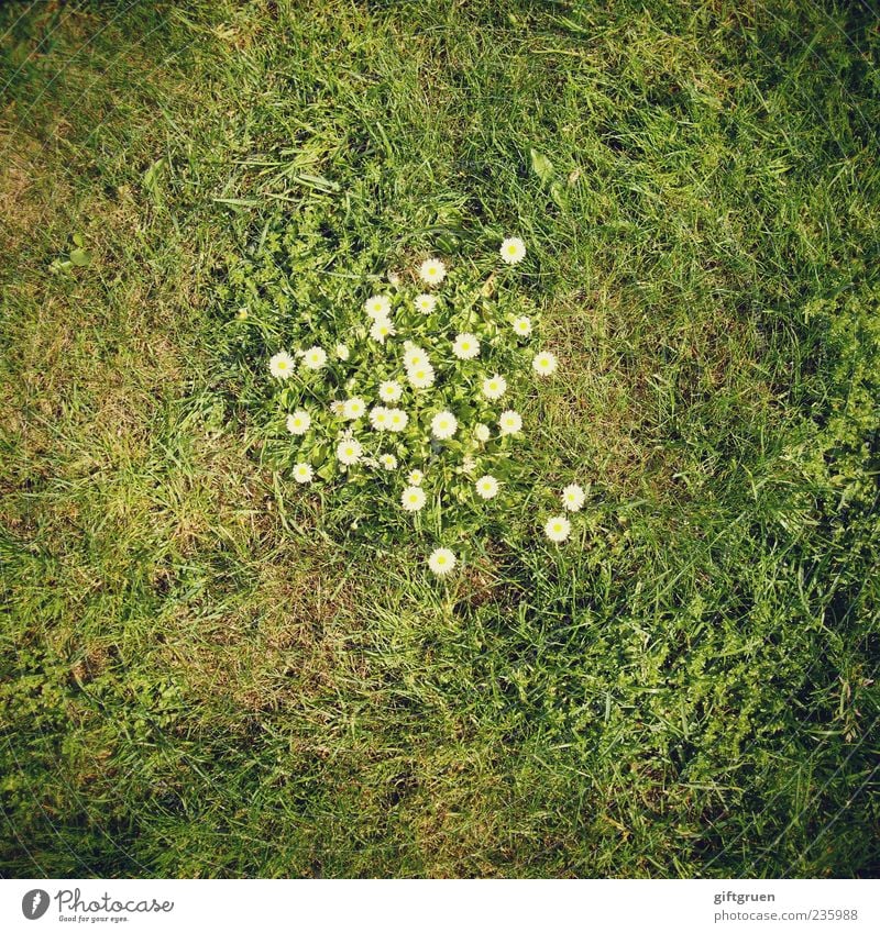 meeting point Umwelt Natur Pflanze Erde Frühling Sommer Blume Gras Blatt Blüte Grünpflanze Garten Wiese Blühend Wachstum Gänseblümchen Blütenpflanze Rasen