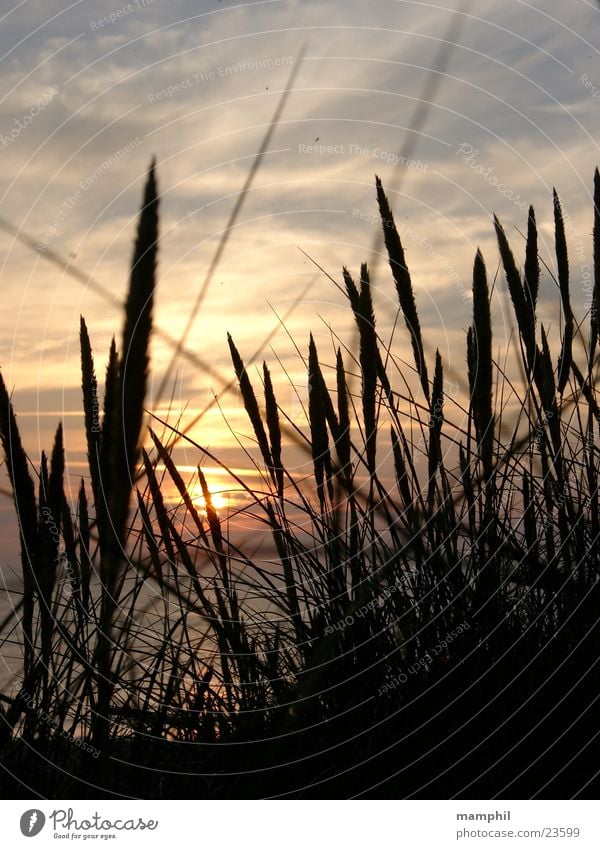 Sunset in Denmark #2 Gras Sonnenuntergang Strand Meer Agger Vestervig Stranddüne Wasser Nordsee Dänemark x