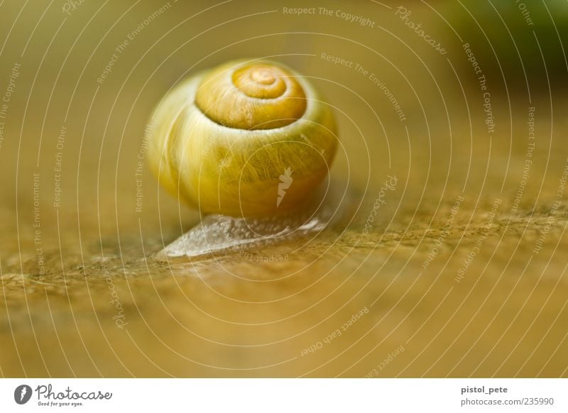 Umzug Natur Tier Schnecke 1 schleimig weich braun gelb Farbfoto Außenaufnahme Nahaufnahme Makroaufnahme Menschenleer Licht Sonnenlicht Schwache Tiefenschärfe