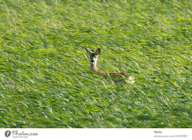 Reh! Umwelt Natur Tier Sommer Wind Gras Wiese Feld Wildtier Ricke 1 Blick stehen frei natürlich wild grün Freiheit Schüchternheit Wachsamkeit Tarnung Farbfoto