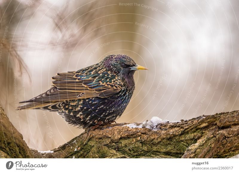 Star auf Ast Umwelt Natur Tier Frühling Herbst Winter Klima Schönes Wetter Schnee Pflanze Baum Garten Park Wald Wildtier Vogel Tiergesicht Flügel Krallen 1