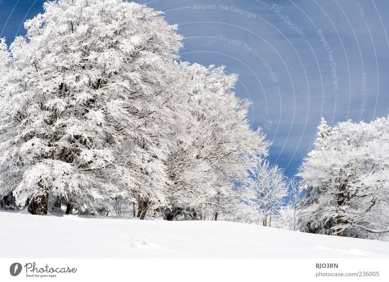 Schnee oberhalb von Freiburg Winter Schauinsland Südbaden Berge u. Gebirge kalt Landschaft Breisgau Himmel Wolken Klima Wetter Eis Frost blau grau weiß