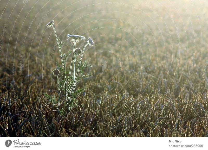 countryside Umwelt Natur Landschaft Pflanze Sommer Klima Feld Zufriedenheit Wärme Idylle Kornblume Unkraut Kornfeld Leben Gras Einsamkeit Duft Wachstum wild