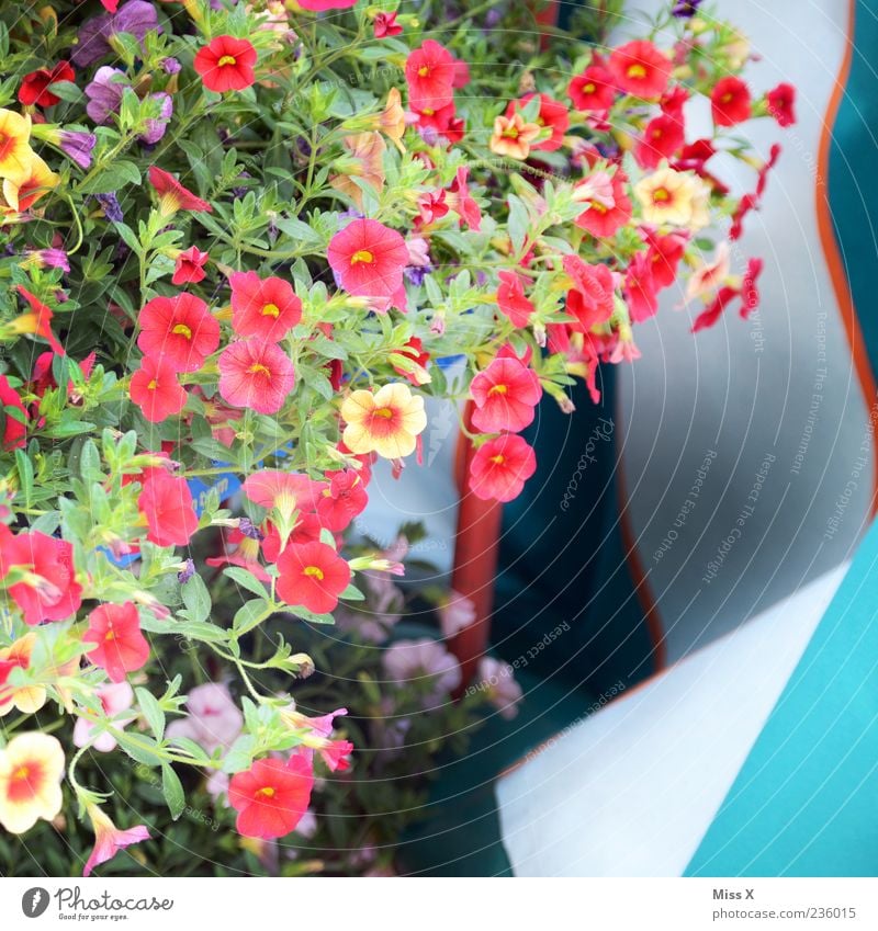 Bunte Blümchen Pflanze Blume Blatt Blüte Topfpflanze Blühend Duft Wachstum mehrfarbig Balkonpflanze Balkondekoration Farbfoto Außenaufnahme Menschenleer