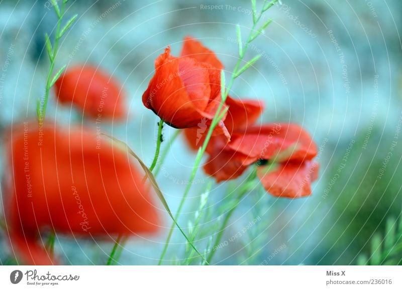 Mohn mit Ameise Natur Pflanze Frühling Sommer Blume Blatt Blüte Garten Wiese Blühend Duft verblüht Mohnblüte Mohnfeld Gras rot Farbfoto mehrfarbig Außenaufnahme