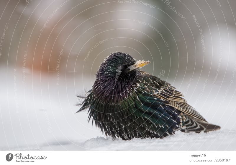 Star im Schnee Umwelt Natur Tier Frühling Herbst Winter Schönes Wetter Eis Frost Schneefall Garten Park Wiese Feld Wald Wildtier Vogel Tiergesicht Flügel