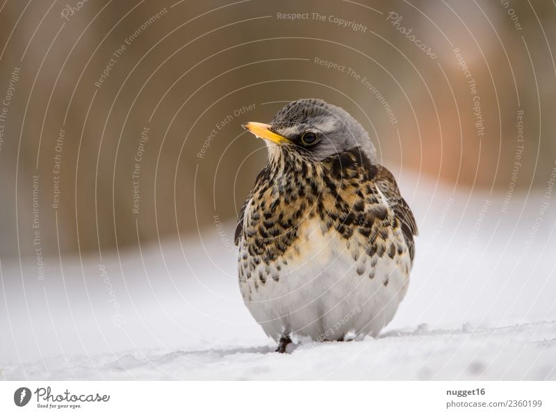 Wacholderdrossel im Schnee Umwelt Natur Tier Frühling Herbst Winter Klima Wetter Schönes Wetter Eis Frost Garten Park Wiese Feld Wald Wildtier Vogel Tiergesicht