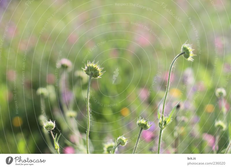 Summer Field Alternativmedizin Ferien & Urlaub & Reisen Feste & Feiern Valentinstag Muttertag Hochzeit Geburtstag Natur Pflanze Frühling Sommer Schönes Wetter