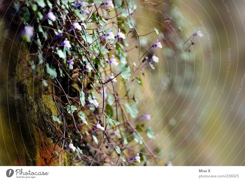 Mauerblümchen Natur Pflanze Frühling Sommer Blume Sträucher Blatt Blüte Grünpflanze Wildpflanze Wand Blühend Wachstum Duft dunkel klein Mauerpflanze dezent