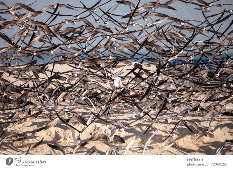 Schwarm von schwarzen Abschäumerseeschwalben Rynchops niger Strand Meer Natur Sand Urwald Küste Tier Wildtier Vogel fliegen blau rot weiß