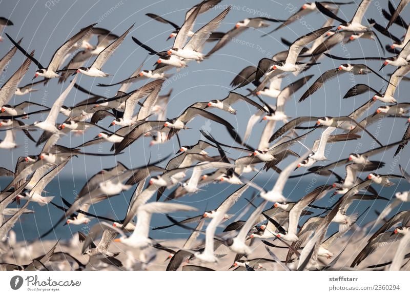 Schwarm von schwarzen Abschäumerseeschwalben Rynchops niger Strand Meer Natur Sand Urwald Küste Tier Wildtier Vogel fliegen blau rot weiß