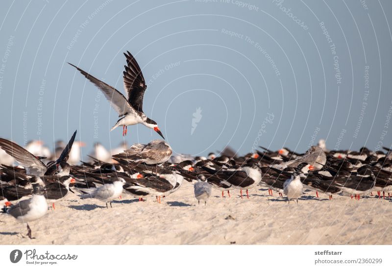 Schwarm von schwarzen Abschäumerseeschwalben Rynchops niger Strand Meer Natur Sand Urwald Küste Tier Wildtier Vogel fliegen blau rot weiß