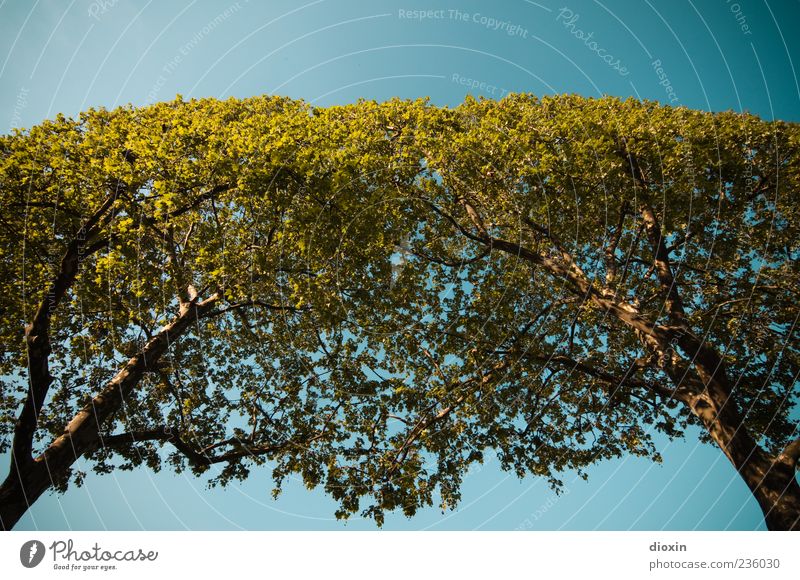 Die Bäume auf den elysischen Feldern Umwelt Natur Pflanze Luft Himmel Wolkenloser Himmel Sonnenlicht Klima Schönes Wetter Baum Baumstamm Ast Wachstum hell hoch