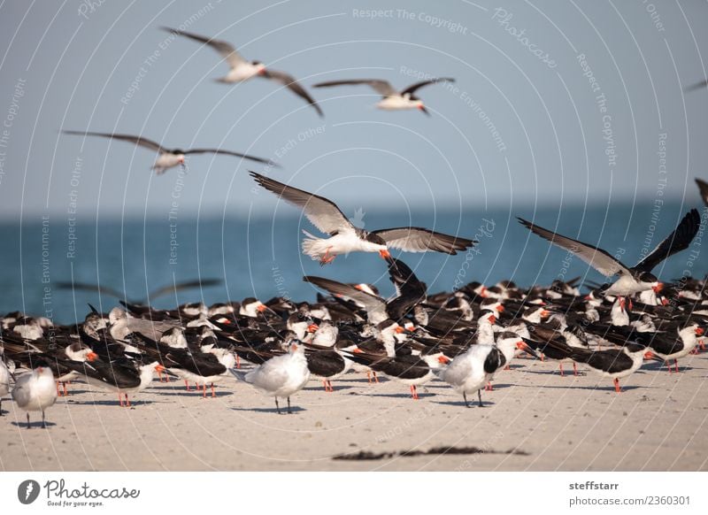 Schwarm von schwarzen Abschäumerseeschwalben Rynchops niger Strand Meer Natur Sand Urwald Küste Tier Wildtier Vogel fliegen blau rot weiß