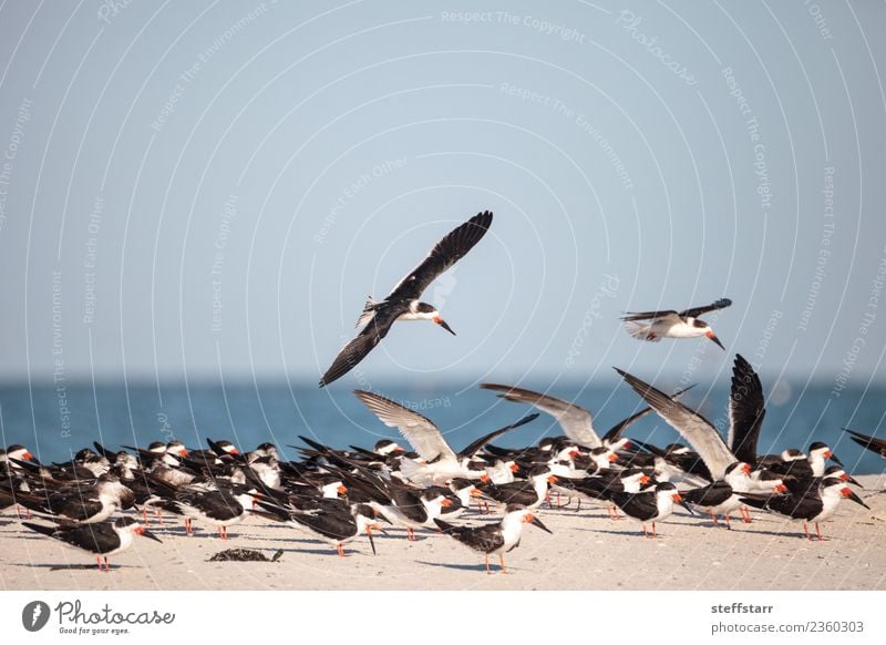 Schwarm von schwarzen Abschäumerseeschwalben Rynchops niger Strand Meer Natur Sand Urwald Küste Tier Wildtier Vogel fliegen blau rot weiß