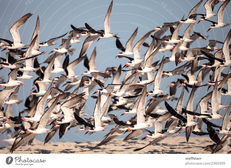 Schwarm von schwarzen Abschäumerseeschwalben Rynchops niger Strand Meer Natur Sand Urwald Küste Tier Wildtier Vogel fliegen blau rot weiß