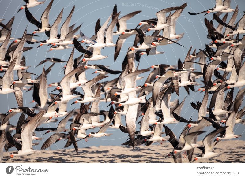 Schwarm von schwarzen Abschäumerseeschwalben Rynchops niger Strand Meer Natur Sand Urwald Küste Tier Wildtier Vogel fliegen blau rot weiß