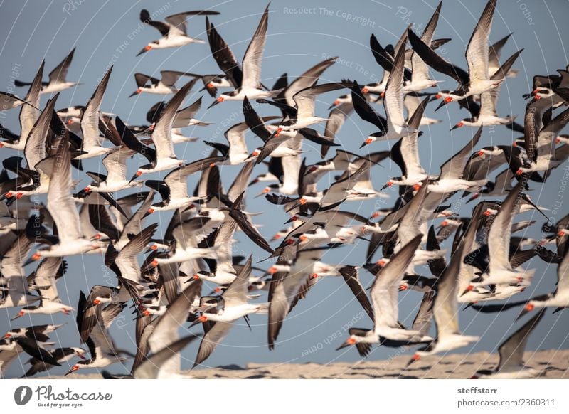 Schwarm von schwarzen Abschäumerseeschwalben Rynchops niger Strand Meer Natur Sand Urwald Küste Tier Wildtier Vogel fliegen blau rot weiß