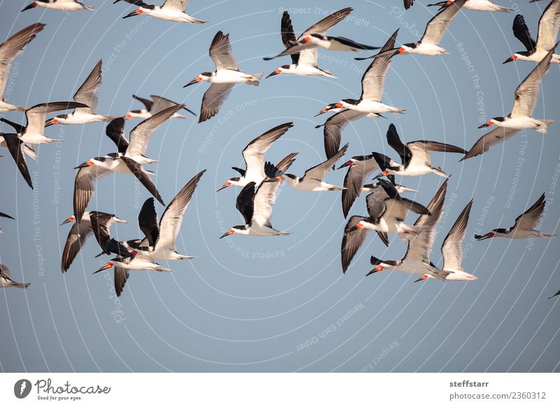 Schwarm von schwarzen Abschäumerseeschwalben Rynchops niger Strand Meer Natur Sand Urwald Küste Tier Wildtier Vogel fliegen blau rot weiß