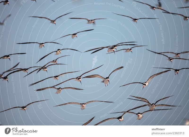 Schwarm von schwarzen Abschäumerseeschwalben Rynchops niger Strand Meer Natur Sand Urwald Küste Tier Wildtier Vogel fliegen blau rot weiß