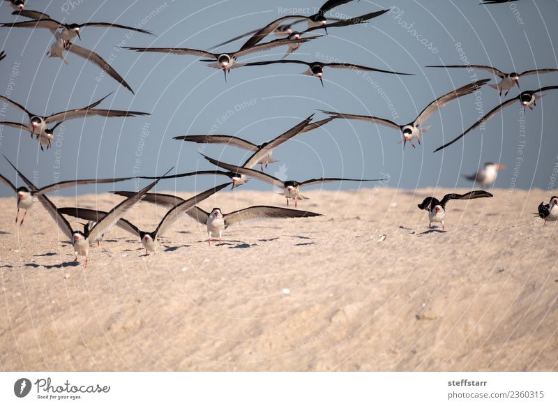 Schwarm von schwarzen Abschäumerseeschwalben Rynchops niger Strand Meer Natur Sand Urwald Küste Tier Wildtier Vogel fliegen blau rot weiß