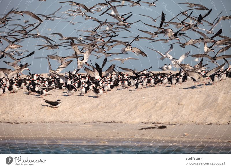 Schwarm von schwarzen Abschäumerseeschwalben Rynchops niger Strand Meer Natur Sand Urwald Küste Tier Wildtier Vogel fliegen blau rot weiß