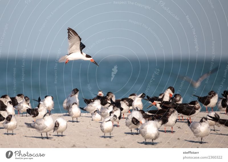 Schwarm von schwarzen Abschäumerseeschwalben Rynchops niger Strand Meer Natur Sand Urwald Küste Tier Wildtier Vogel fliegen blau rot weiß