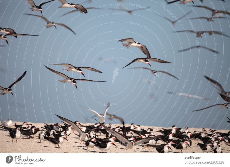 Schwarm von schwarzen Abschäumerseeschwalben Rynchops niger Strand Meer Natur Sand Urwald Küste Tier Wildtier Vogel fliegen blau rot weiß