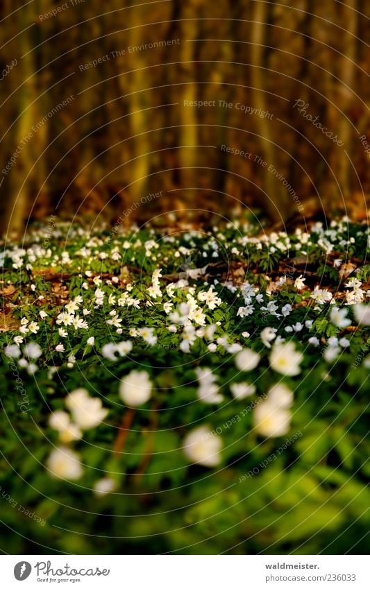 Frühling Natur Baum Blume Wildpflanze Buschwindröschen Wald Erholung schön ruhig Farbfoto mehrfarbig Außenaufnahme Unschärfe Schwache Tiefenschärfe Wachstum