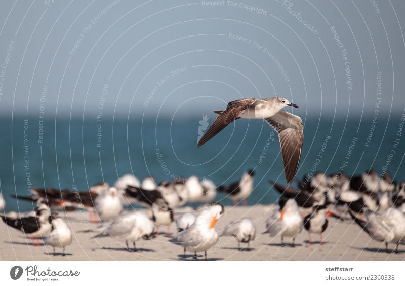 Heringsmöwe Larus argentatus am Strand am Clam Pass Meer Natur Sand Urwald Küste Tier Wildtier Vogel Schwarm fliegen blau rot schwarz weiß Silbermöwe Löffler