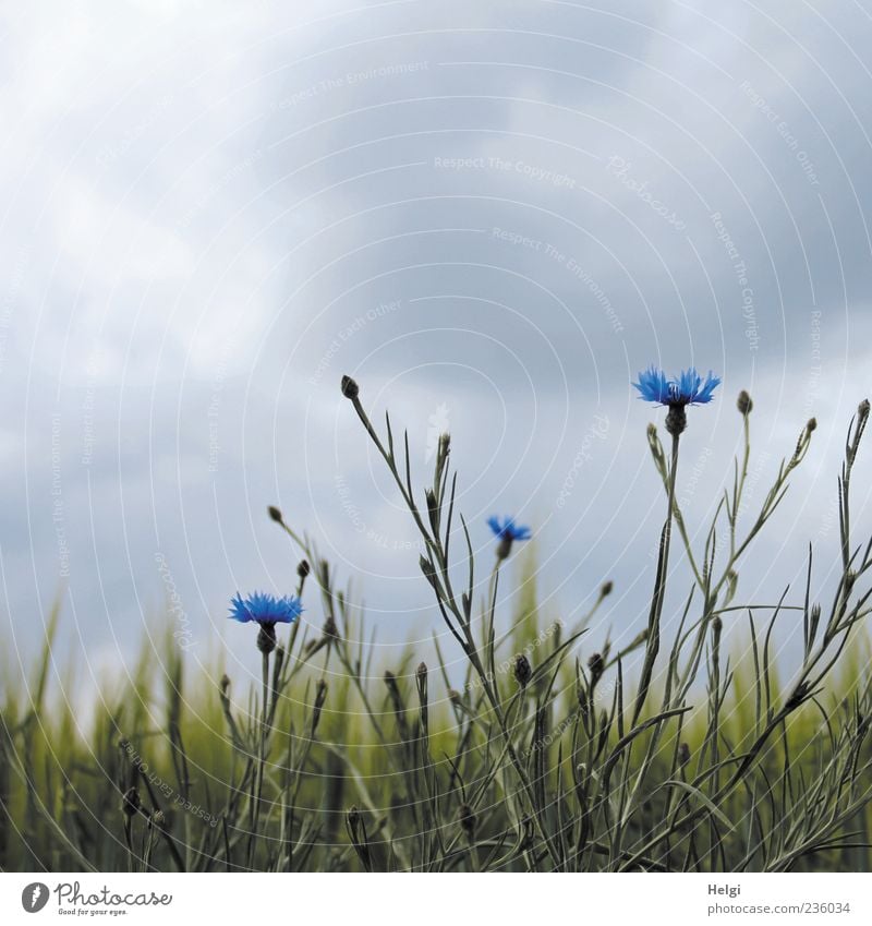 es wird Regen geben... Umwelt Natur Landschaft Pflanze Himmel Wolken Gewitterwolken Frühling Blume Grünpflanze Nutzpflanze Wildpflanze Kornblume Gerste Getreide