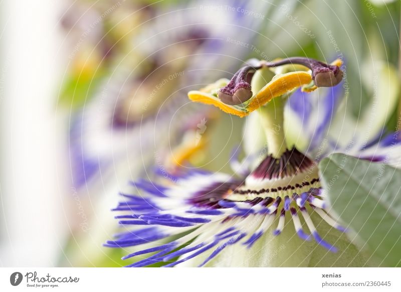 Makroaufnahme einer Passionsblume Passionsblüte Blume Blüte Blühend gelb grün violett Blütenblatt Kletterpflanzen Staubfäden Studioaufnahme Textfreiraum links