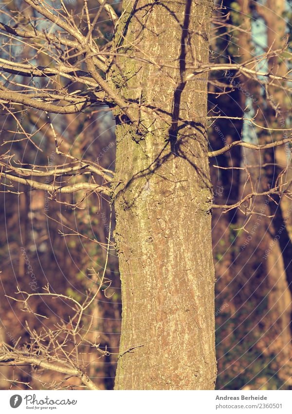 Baumstamm im Winter Natur Schönes Wetter Park Wald kalt retro schön Umweltschutz flat color effects filter stylized altehrwürdig tree close up Hintergrundbild