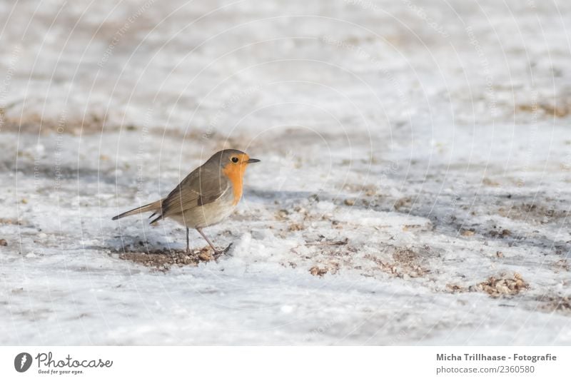 Laufendes Rotkehlchen im Schnee Natur Tier Sand Sonne Winter Schönes Wetter Wildtier Vogel Tiergesicht Flügel Krallen Schnabel Feder 1 rennen gehen laufen klein