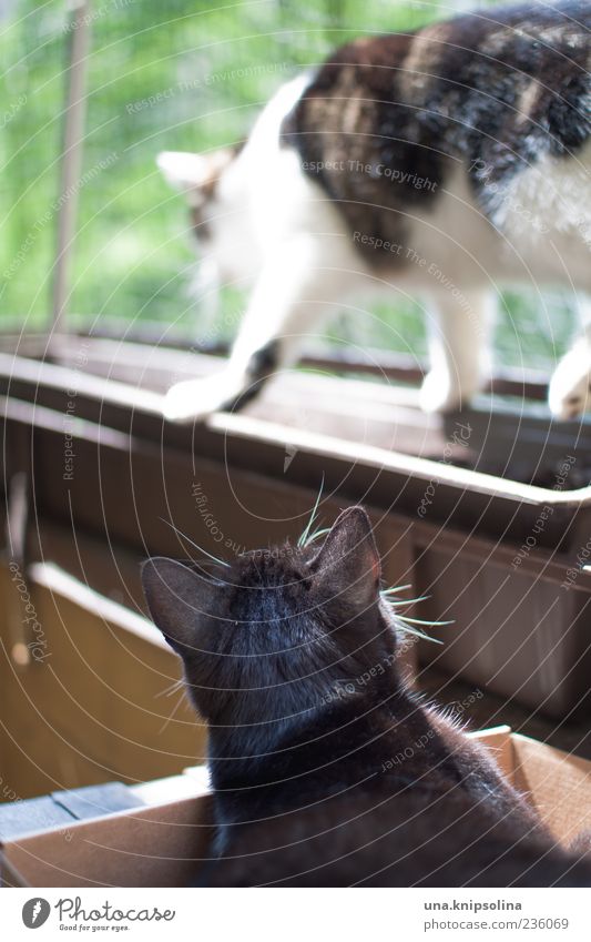 catwalk Balkon Tier Haustier Fell Pfote 2 beobachten gehen Bewegung Blumenkasten liegen Gleichgewicht Farbfoto Außenaufnahme Menschenleer Tag